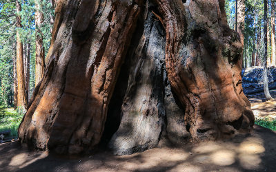 The base of a Sequoia Tree along the Congress Trail in Sequoia National Park