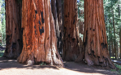 Sequoia National Park  California 