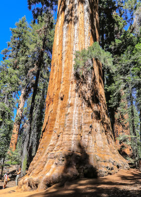 The base of the President Sequoia (note people on the left) from along the Congress Trail in Sequoia National Park
