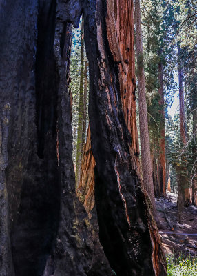 Looking through a burnt out Sequoia from along the Congress Trail in Sequoia National Park