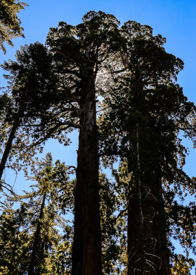 The sun shines through the Sequoia canopy from along the Congress Trail in Sequoia National Park