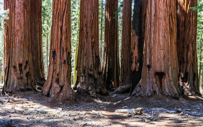 Base of the House Group of Sequoias from along the Congress Trail in Sequoia National Park