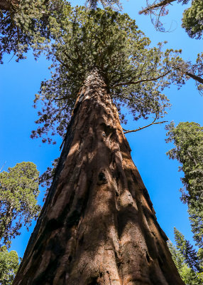 The trunk of a Sequoia from along the Congress Trail in Sequoia National Park