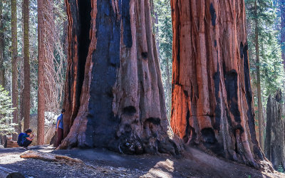 Sequoia grouping (note the people on the left) from along the Congress Trail in Sequoia National Park
