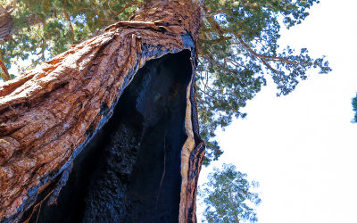A living burned out Sequoia from along the Congress Trail in Sequoia National Park