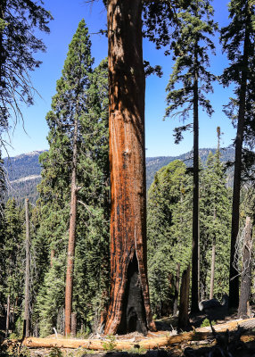 A normal sized pine tree next to a Sequoia from along the Congress Trail in Sequoia National Park