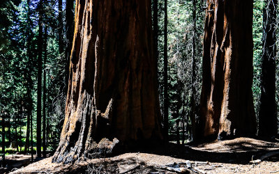 Sunlight on two Sequoias from along the Congress Trail in Sequoia National Park