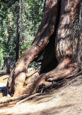 Roots of a Giant Sequoia along the Congress Trail in Sequoia National Park