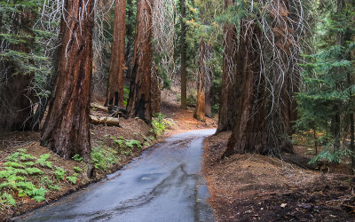 The Mineral King Road winds through a grove of Sequoias in Sequoia National Park