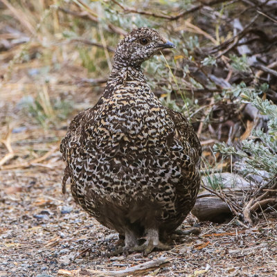 A Grouse on the side of the Mineral King Road in Sequoia National Park
