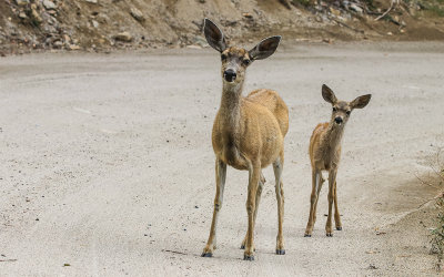 Curious deer and her fawn on the Mineral King Road in Sequoia National Park