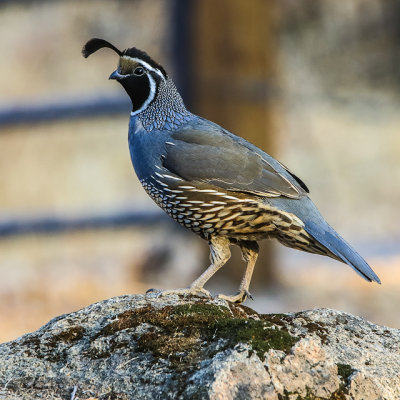 A California Quail in the Mineral King Valley in Sequoia National Park