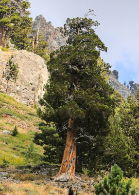Tree on a mountainside in the Mineral King Valley in Sequoia National Park