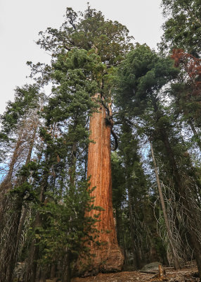 Large Sequoia along the Paradise Ridge Trail in the Mineral King Valley in Sequoia National Park