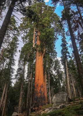 Sequoia National Park  Mineral King Valley  California (2018)