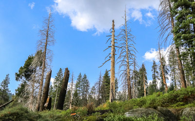 Dead trees in a rocky meadow along the Paradise Ridge Trail in the Mineral King Valley in Sequoia National Park