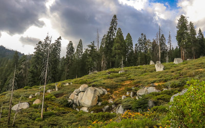 A granite rock meadow along the Paradise Ridge Trail in the Mineral King Valley in Sequoia National Park