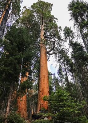 Large Sequoia along the Paradise Ridge Trail in the Mineral King Valley in Sequoia National Park