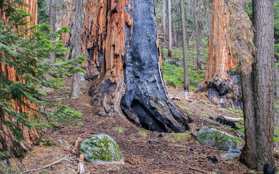 Base of a burnt Sequoia along the Paradise Ridge Trail in the Mineral King Valley in Sequoia National Park