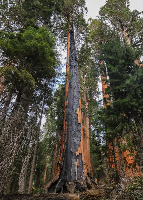 Sequoia burned from the base to the canopy along the Paradise Ridge Trail in Sequoia National Park