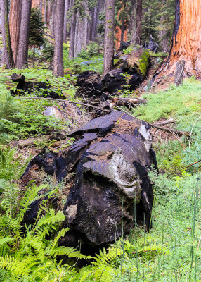Fallen tree among ferns along the Paradise Ridge Trail in Sequoia National Park