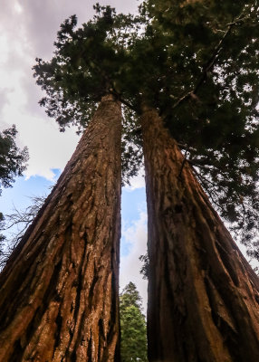 Looking upward at Sequoias along the Paradise Ridge Trail in the Mineral King Valley in Sequoia National Park