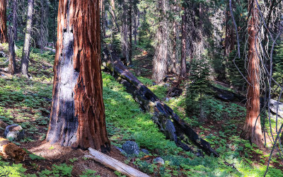 Fallen Sequoia along the Paradise Ridge Trail in Sequoia National Park