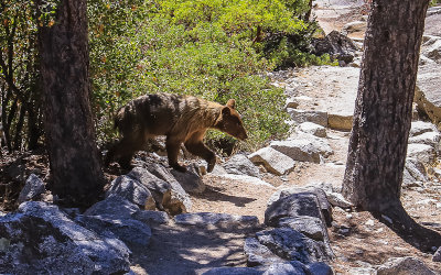 Yearling bear cub crosses the Mist Falls Trail in Kings Canyon National Park
