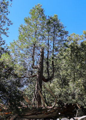 Cedar tree along the Mist Falls Trail in Kings Canyon National Park