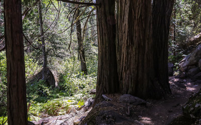 Forest view along the Mist Falls Trail in Kings Canyon National Park