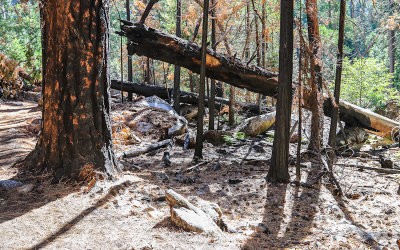 Damage from a wildfire along the Kanawyers Trail in Kings Canyon National Park