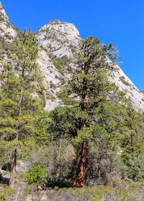 Cedar tree and granite peak along the Kanawyers Trail in Kings Canyon National Park