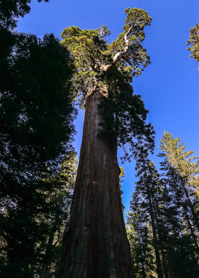 The General Grant Sequoia in Kings Canyon National Park