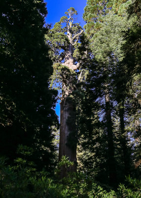 Full view of the General Grant Sequoia in Kings Canyon National Park