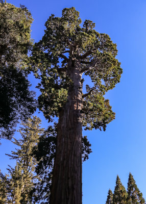 Sequoia tree in the General Grant Grove in Kings Canyon National Park