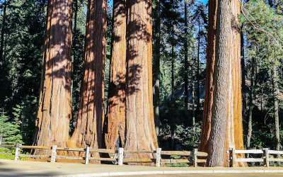 Sequoia tree grouping in the General Grant Grove in Kings Canyon National Park