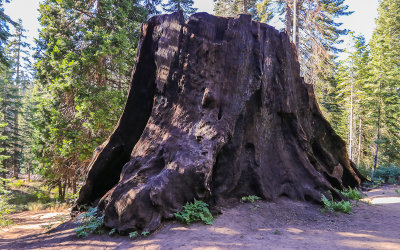 The Chicago Stump in the Converse Basin in Giant Sequoia National Monument