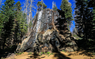 The massive Chicago Stump in Giant Sequoia National Monument