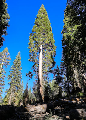 Young Giant Sequoia in the Converse Basin in Giant Sequoia National Monument