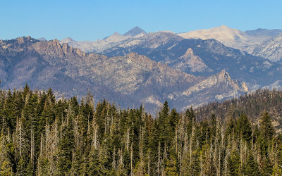 Mt. Goddard (13,568 ft) in the distance from Giant Sequoia National Monument