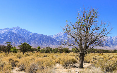 Tree and the Sierra Mountain Range in Manzanar National Historic Site