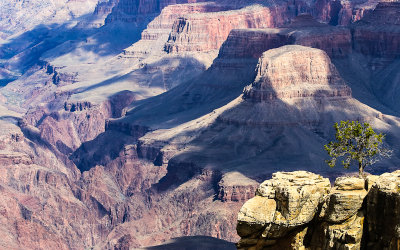 Tree on a rock as seen from near the Bright Angle Trailhead along the South Rim in Grand Canyon NP