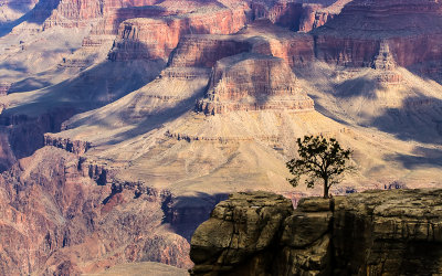A tree silhouetted against the depths of the Grand Canyon as seen from along the South Rim in Grand Canyon NP