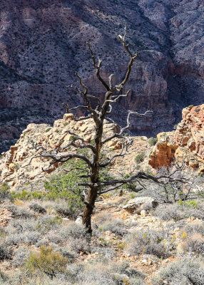 Tree skeleton overlooking the canyon along the South Rim in Grand Canyon NP