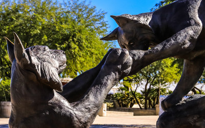 Arizona Wildcats statue on the mall