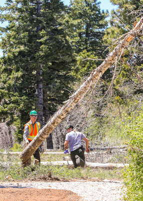 National Park Service workers cut down a dead tree in a picnic area in Zion National Park, Utah