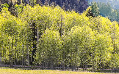 Sunlight reflecting on leaves in Dixie National Forest, Utah