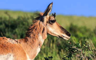 Pronghorn Antelope in Fossil Butte National Monument, Wyoming