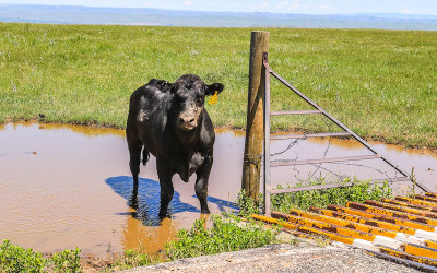 Cow cooling off in a water hole next to a cattle guard in Bighorn Canyon National Recreational Area, Montana