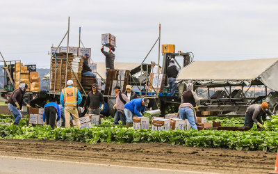 Farmworkers pick romaine lettuce in a California field